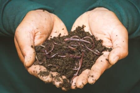 Tiger Worms 1