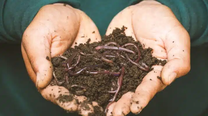 Tiger Worms 1