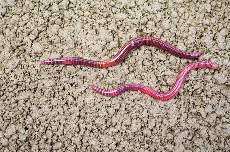 tiger worms 
