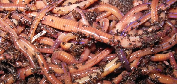 tiger worms