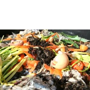 Worm Farming for beginners 4