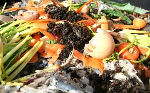 Worm Farming for beginners 4