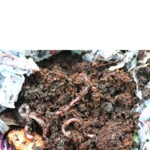 Worm Farm setup 2