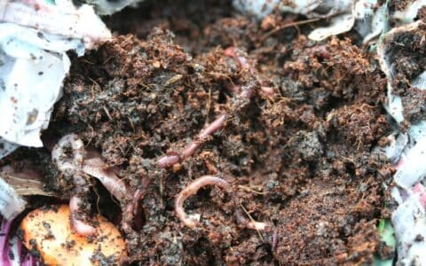 Worm Farm Setup 2