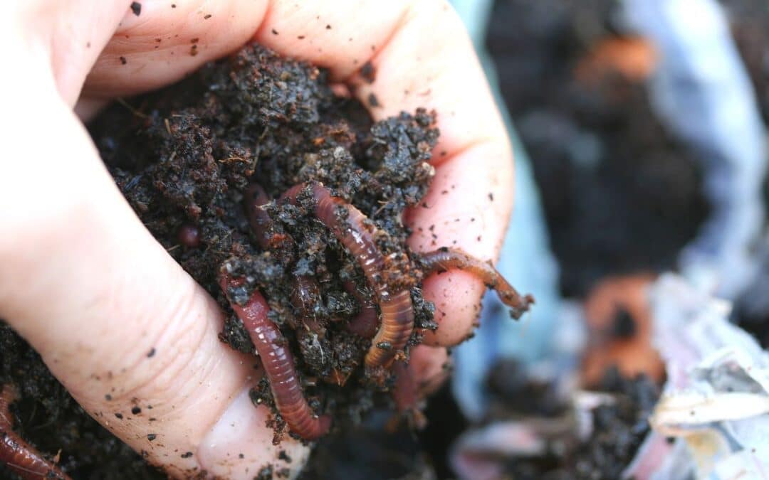 worm farming blogs 