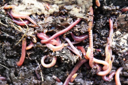 DIY Worm Bin