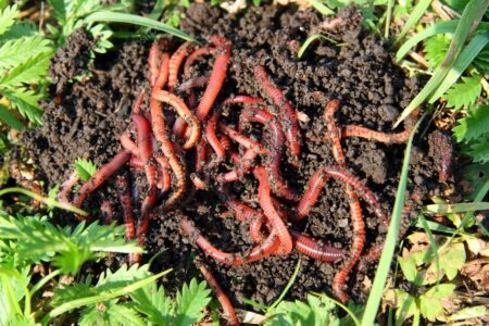 Many red worms in dirt