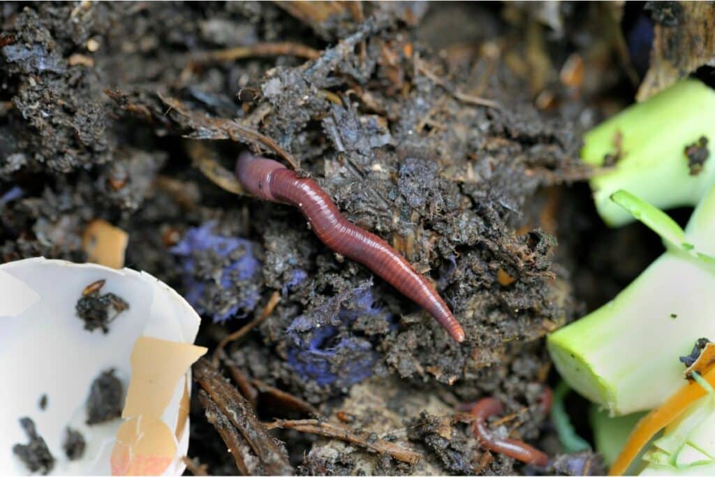 How Long Do Worm Castings Last?