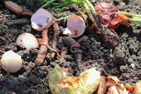 Worm food in a worm farm