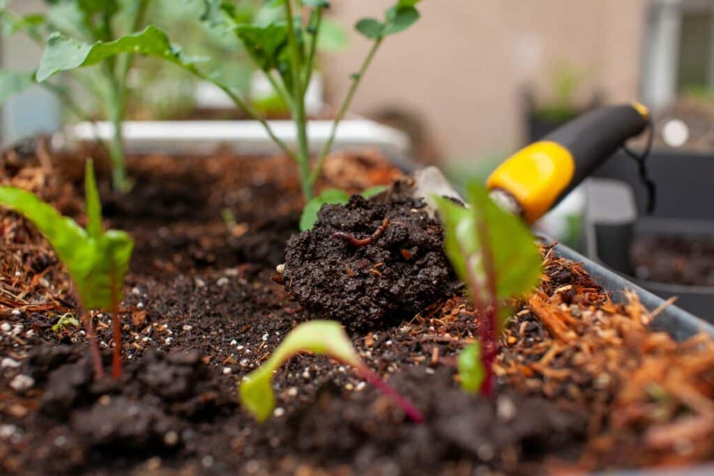 A garden shovel harvest's fresh worm castings (compost) from a vermicomposter to top-dress (side-dress) fall plant starts into standing planters. Container gardening needs soil amendments to be added