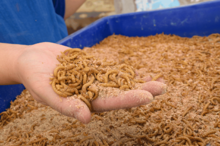 Close-up of a man holding Mealworms from a blue breeder box