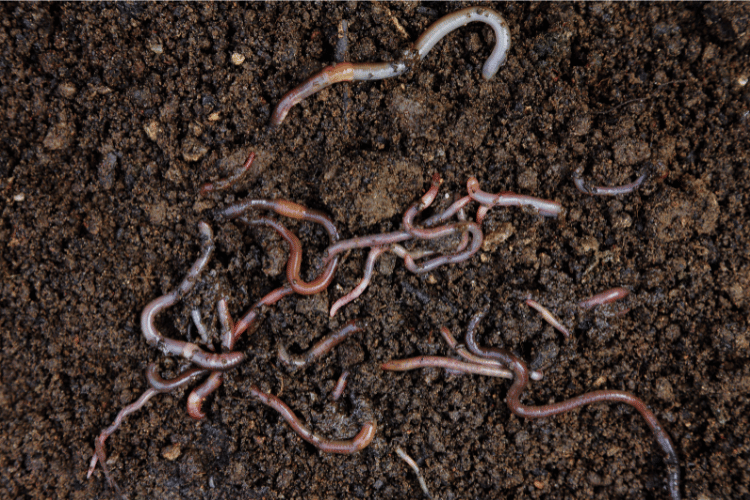 A top-view of Worms in a worm farm in California 