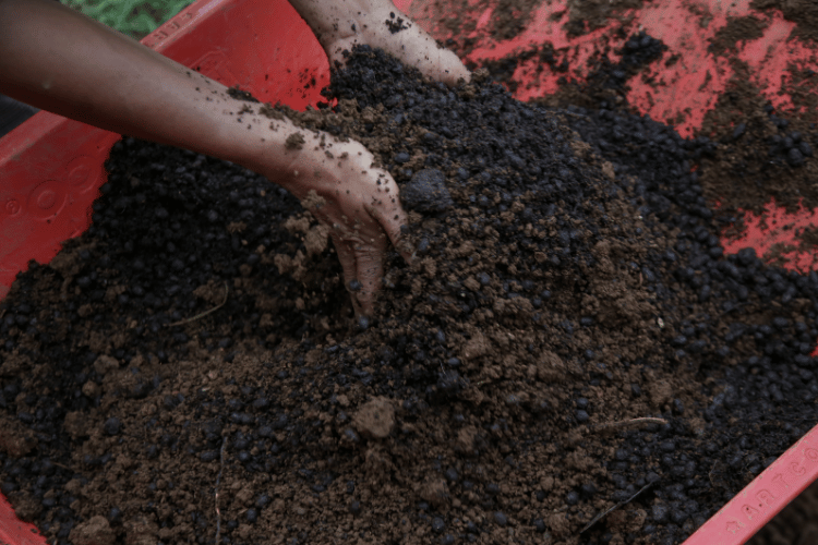 A farmer mixing the soil with the organic fertilizer 