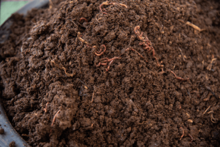 A top view of a worm farm