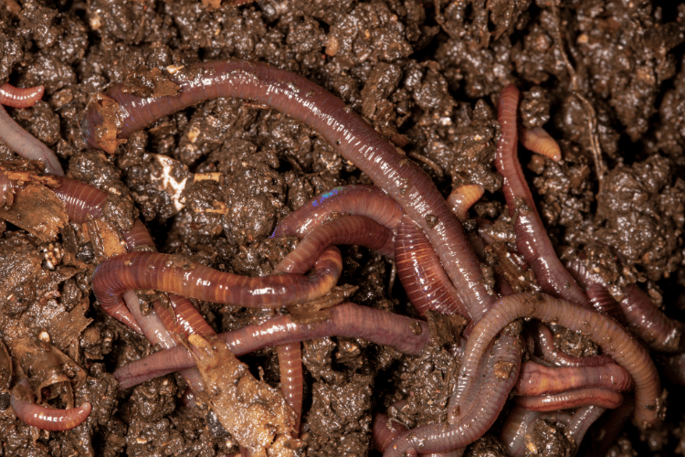 A close-up of worms in a worms farm tray