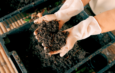 A farmer holding soil from a worm farm bin