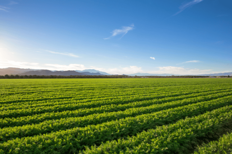 A landscape view of a farm in Georgia