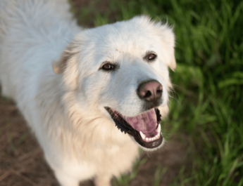 A shot of white great Pyrenees dog