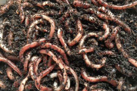 A top-view of Worms at the Top of the Bin