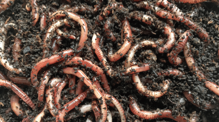 A top-view of Worms at the Top of the Bin