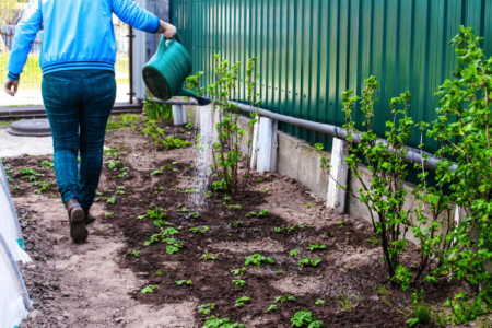 A woman watering plants in a garden beds