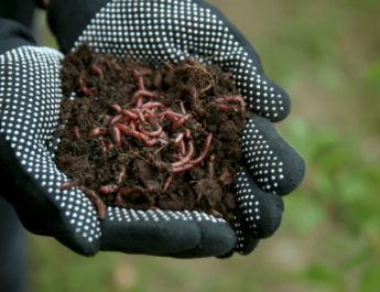 A woman with gloves holding soil with nightcrawler worms