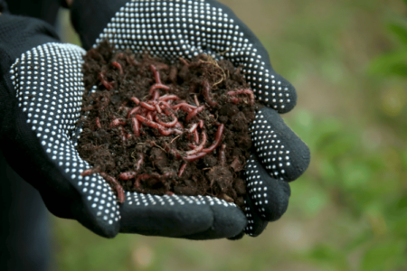 A woman with gloves holding soil with nightcrawler worms