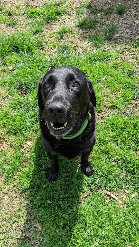 Benji our Black Labrador