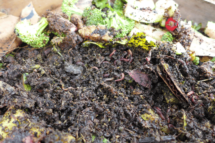Close-up of Mites in Worm Bin