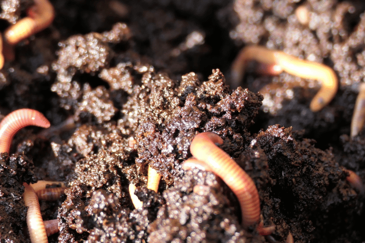 Close-up of Worms at the Top of the Bin with over moisten soil 