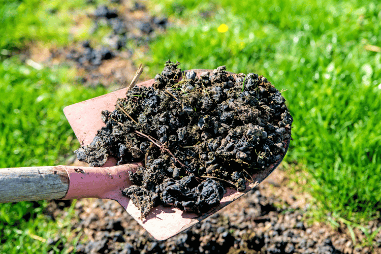 Close-up of a groove with manure