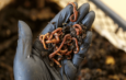 Close-up of a man holding nightcrawler worms in a worm homemade composting