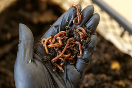 Close-up of a man holding nightcrawler worms in a worm homemade composting