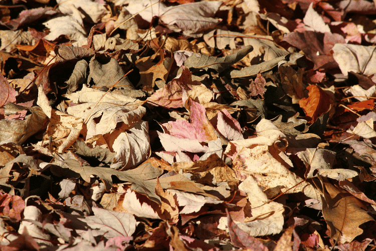 Close-up of fallen dried leaves