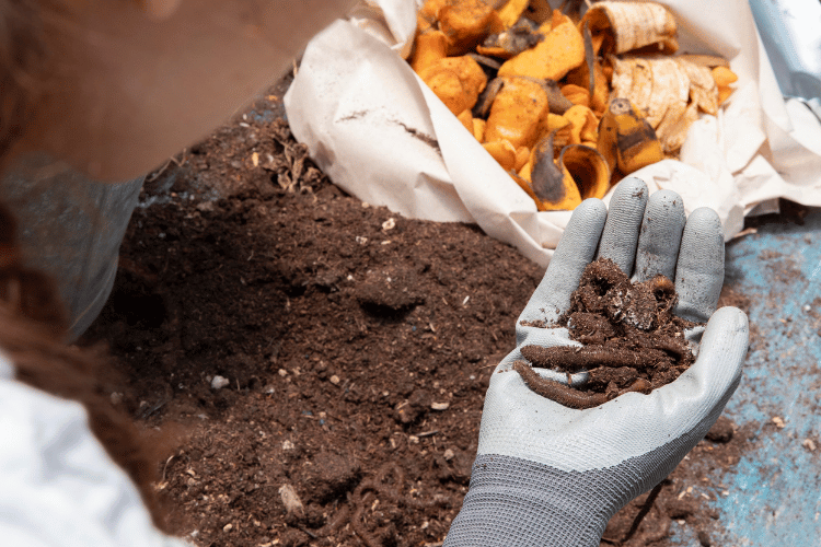 Close-up of female farmer with gloves holding worms