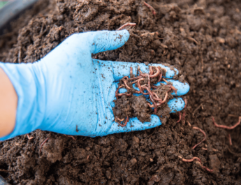 Close-up of man holding soil with worms in a worm bin
