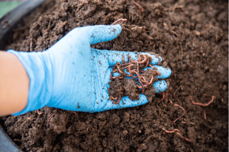 Close-up of man holding soil with worms in a worm bin