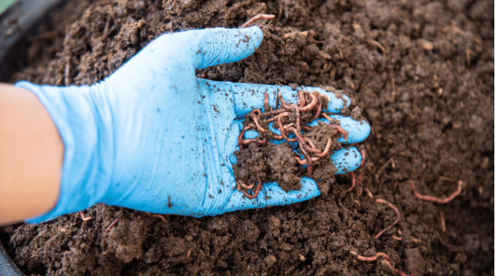 Close-up of man holding soil with worms in a worm bin