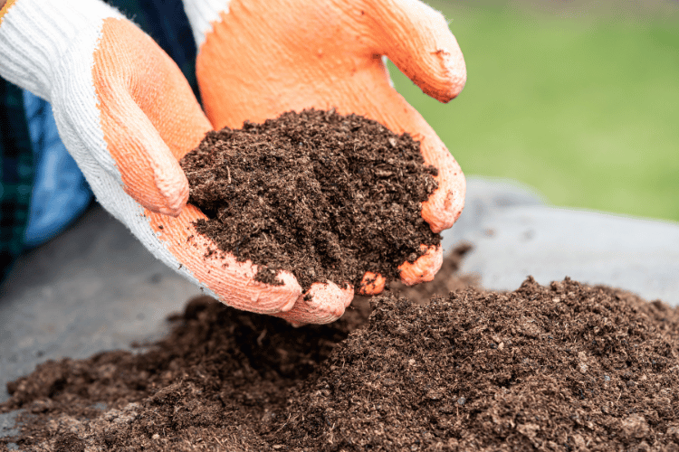 Close-up of man with gloves holding peat moss 