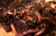 Close-up of soil with worms on a wooden table