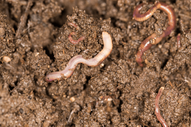 Close-up of worms in a worm farm