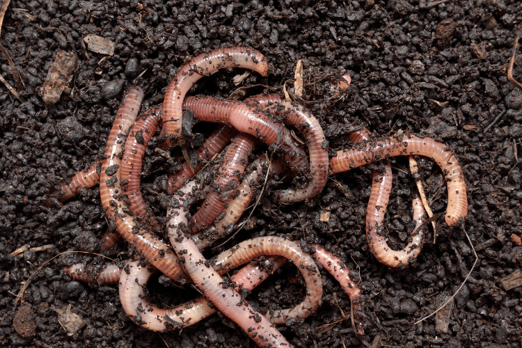 Earthworms in soil