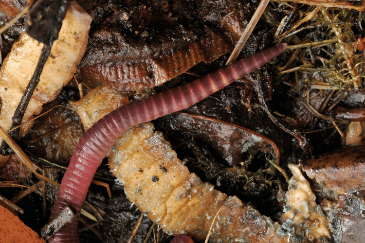 Red worms (Eisenia fetida)