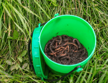 Redworms in a green bin surrounded by grass in a garden