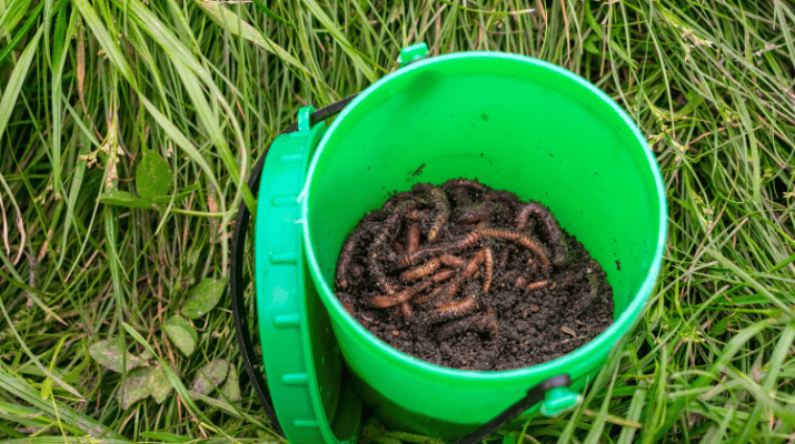 Redworms in a green bin surrounded by grass in a garden