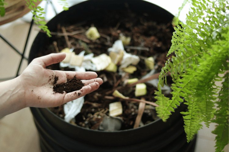 Woman's hand holding soil above worm bin