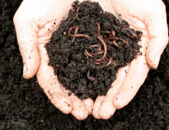 close-up of man holding soil with worms