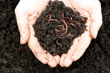 close-up of man holding soil with worms