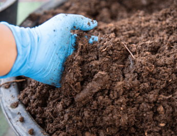 Close-up of man holding soil with worms from a hungry bin worm farm