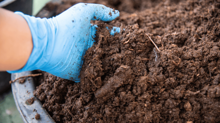 Close-up of man holding soil with worms from a hungry bin worm farm